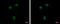 Ankyrin Repeat Domain 23 antibody, GTX119905, GeneTex, Immunocytochemistry image 