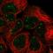 Small Nuclear RNA Activating Complex Polypeptide 2 antibody, HPA049843, Atlas Antibodies, Immunofluorescence image 