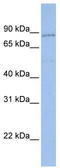 Protocadherin Gamma Subfamily A, 4 antibody, TA331060, Origene, Western Blot image 