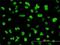 Nuclear factor 1 C-type antibody, H00004782-M01, Novus Biologicals, Immunofluorescence image 
