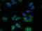 Quinoid Dihydropteridine Reductase antibody, orb25465, Biorbyt, Immunocytochemistry image 