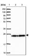 PDGFA Associated Protein 1 antibody, NBP2-38621, Novus Biologicals, Western Blot image 