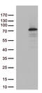 PDZ Domain Containing 1 antibody, TA813184S, Origene, Western Blot image 