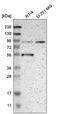 Mannosyl-oligosaccharide glucosidase antibody, PA5-64937, Invitrogen Antibodies, Western Blot image 