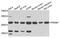 PR/SET Domain 7 antibody, PA5-76312, Invitrogen Antibodies, Western Blot image 