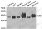 Creatine Kinase B antibody, A3787, ABclonal Technology, Western Blot image 