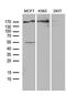 Ubiquitin Specific Peptidase 40 antibody, LS-C792241, Lifespan Biosciences, Western Blot image 
