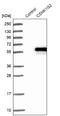 Casein Kinase 1 Gamma 2 antibody, NBP1-84461, Novus Biologicals, Western Blot image 