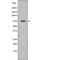 Kizuna Centrosomal Protein antibody, PA5-64682, Invitrogen Antibodies, Western Blot image 