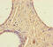 Ribonucleoprotein, PTB Binding 2 antibody, CSB-PA872547LA01HU, Cusabio, Immunohistochemistry paraffin image 