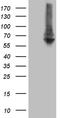 Ring Finger Protein 149 antibody, TA810509, Origene, Western Blot image 
