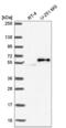E3 ubiquitin-protein ligase Praja-2 antibody, NBP2-56901, Novus Biologicals, Western Blot image 