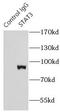 STAT3 antibody, FNab08299, FineTest, Immunoprecipitation image 
