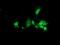 DnaJ Heat Shock Protein Family (Hsp40) Member B2 antibody, NBP2-00638, Novus Biologicals, Immunofluorescence image 