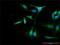 OXA1L Mitochondrial Inner Membrane Protein antibody, H00005018-D01P, Novus Biologicals, Immunofluorescence image 