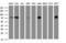 Zinc Finger And SCAN Domain Containing 18 antibody, LS-C174292, Lifespan Biosciences, Western Blot image 