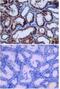 Erythropoietin antibody, PA1-30182, Invitrogen Antibodies, Immunohistochemistry paraffin image 