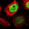 TPX2 Microtubule Nucleation Factor antibody, NBP1-88312, Novus Biologicals, Immunofluorescence image 