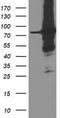 Protein Arginine Methyltransferase 2 antibody, LS-C786486, Lifespan Biosciences, Western Blot image 