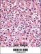 Alkaline Phosphatase, Placental antibody, 57-115, ProSci, Immunohistochemistry frozen image 