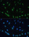 H2A Histone Family Member X antibody, 18-486, ProSci, Immunofluorescence image 