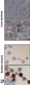 Heat Shock Protein Family A (Hsp70) Member 8 antibody, LS-C227186, Lifespan Biosciences, Immunohistochemistry paraffin image 