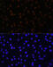 Neuronal PAS domain-containing protein 2 antibody, 16-806, ProSci, Immunofluorescence image 