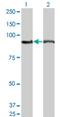 AMP deaminase 2 antibody, H00000271-M04A, Novus Biologicals, Western Blot image 