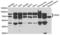 Peroxisomal Biogenesis Factor 5 antibody, LS-C334286, Lifespan Biosciences, Western Blot image 
