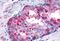 Glucagon receptor antibody, orb85717, Biorbyt, Immunohistochemistry paraffin image 