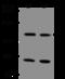 Establishment Of Sister Chromatid Cohesion N-Acetyltransferase 1 antibody, 206647-T32, Sino Biological, Western Blot image 