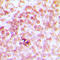 DNA excision repair protein ERCC-1 antibody, LS-C352172, Lifespan Biosciences, Immunohistochemistry frozen image 