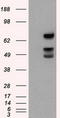 X-Ray Repair Cross Complementing 1 antibody, LS-C114951, Lifespan Biosciences, Western Blot image 