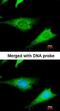 Ribosomal Protein S3A antibody, orb73670, Biorbyt, Immunocytochemistry image 