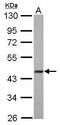 F-Box Protein 22 antibody, PA5-31014, Invitrogen Antibodies, Western Blot image 