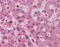 Hydroxypyruvate Isomerase (Putative) antibody, 51-595, ProSci, Immunohistochemistry frozen image 