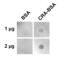 Crotonaldehyde antibody, SMC-535D-A594, StressMarq, Dot Blot image 