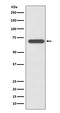 PTPN11 antibody, M00150-1, Boster Biological Technology, Western Blot image 