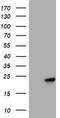 Visinin Like 1 antibody, TA801903S, Origene, Western Blot image 
