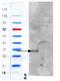 CD97 antigen antibody, AP32070PU-N, Origene, Western Blot image 