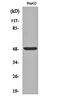 Endothelin Receptor Type A antibody, orb160973, Biorbyt, Western Blot image 