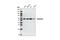 Vimentin antibody, 5741S, Cell Signaling Technology, Western Blot image 