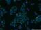 Protein Tob1 antibody, 14915-1-AP, Proteintech Group, Immunofluorescence image 