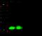 Eukaryotic Translation Initiation Factor 4E Binding Protein 1 antibody, 10022-R058, Sino Biological, Western Blot image 
