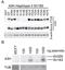 DNA dC->dU-editing enzyme APOBEC-3H antibody, NBP1-91682, Novus Biologicals, Western Blot image 