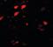 Doublecortin Like Kinase 3 antibody, orb89863, Biorbyt, Immunofluorescence image 