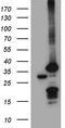 Proteasome subunit alpha type-7 antibody, CF810344, Origene, Western Blot image 