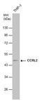 C-C Motif Chemokine Receptor Like 2 antibody, PA5-28743, Invitrogen Antibodies, Western Blot image 
