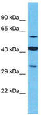 Olfactory Receptor Family 2 Subfamily M Member 4 antibody, TA337494, Origene, Western Blot image 