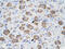 CD357 antibody, AVARP02052_P050, Aviva Systems Biology, Immunohistochemistry frozen image 